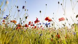 SD Spring Academic Recess (DDS, IDP, & DH)