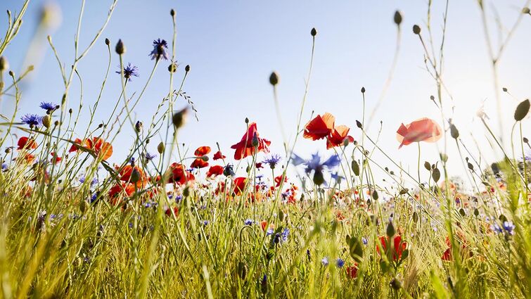 SD Spring Academic Recess (DDS, IDP, & DH)